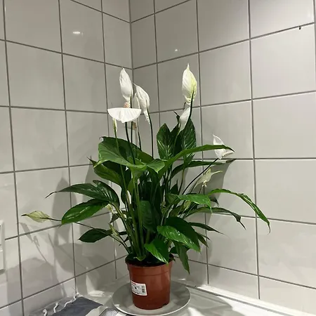 Large With Balcony - Downtown - Nearby Scandic Business Center Bus Stop *